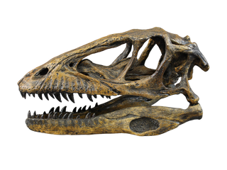 Deinonychus Raptor Skull Rental