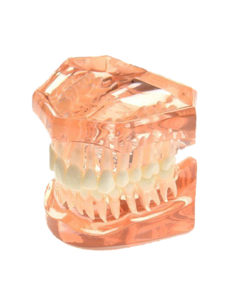 Dental Tooth Set