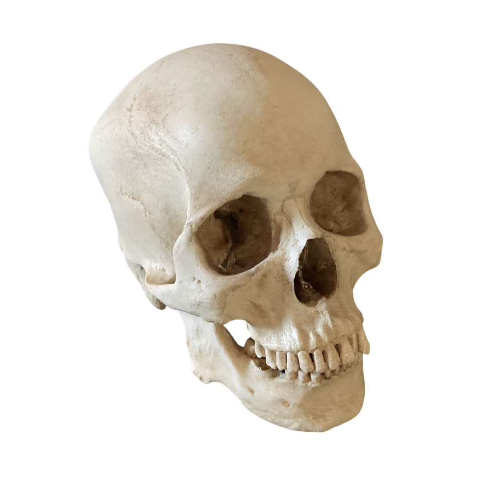 Male Lifecast Skull 