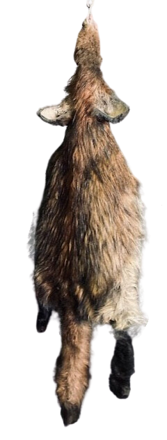 Faux Fox Pelt