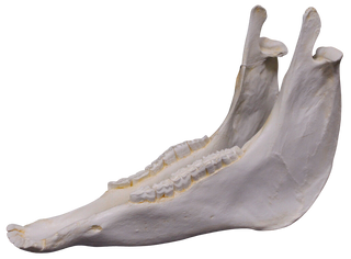 Horse Skull Replica - Jaw Only