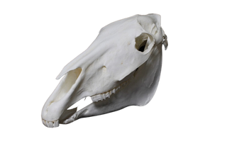 Horse Skull Replica