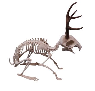 Jackalope Skeleton