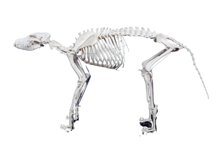 Replica Large Dog Skeleton