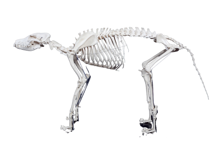Replica Large Dog Skeleton – Dapper Cadaver Props