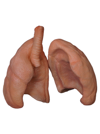 Lifesize Lung Props