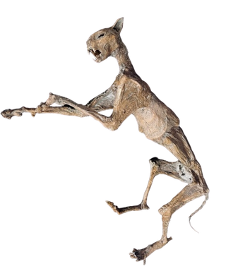 Mummified Cat Prop