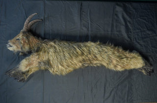 Sylvia the Goat Cadaver with Fur