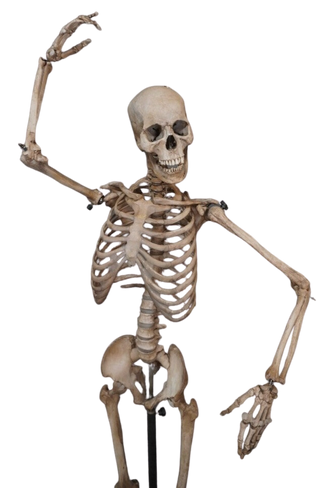 Poseable Crime Scene Skeleton with Stand