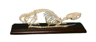 Rat Skeleton