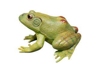 Realistic Rubber Frog