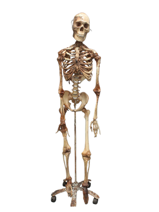Skin and Bones Male Skeleton