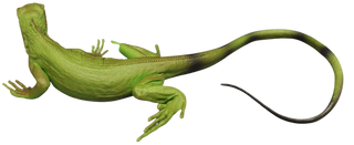 Small Iguana Replica