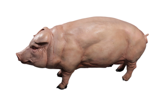 Standing Fat Pig
