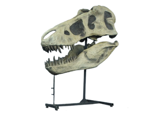 T-Rex Skull Rental