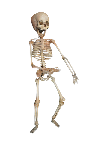 Toddler Crime Scene Skeleton
