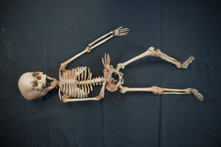 Toddler Crime Scene Skeleton