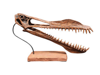 Toothed Pterosaur Skull with Base Rental