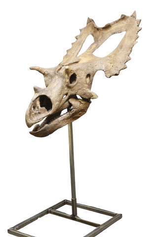 Triceratops Skull Replica Rental