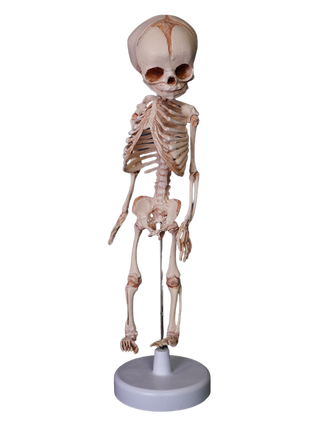Fetal Skeleton Replica