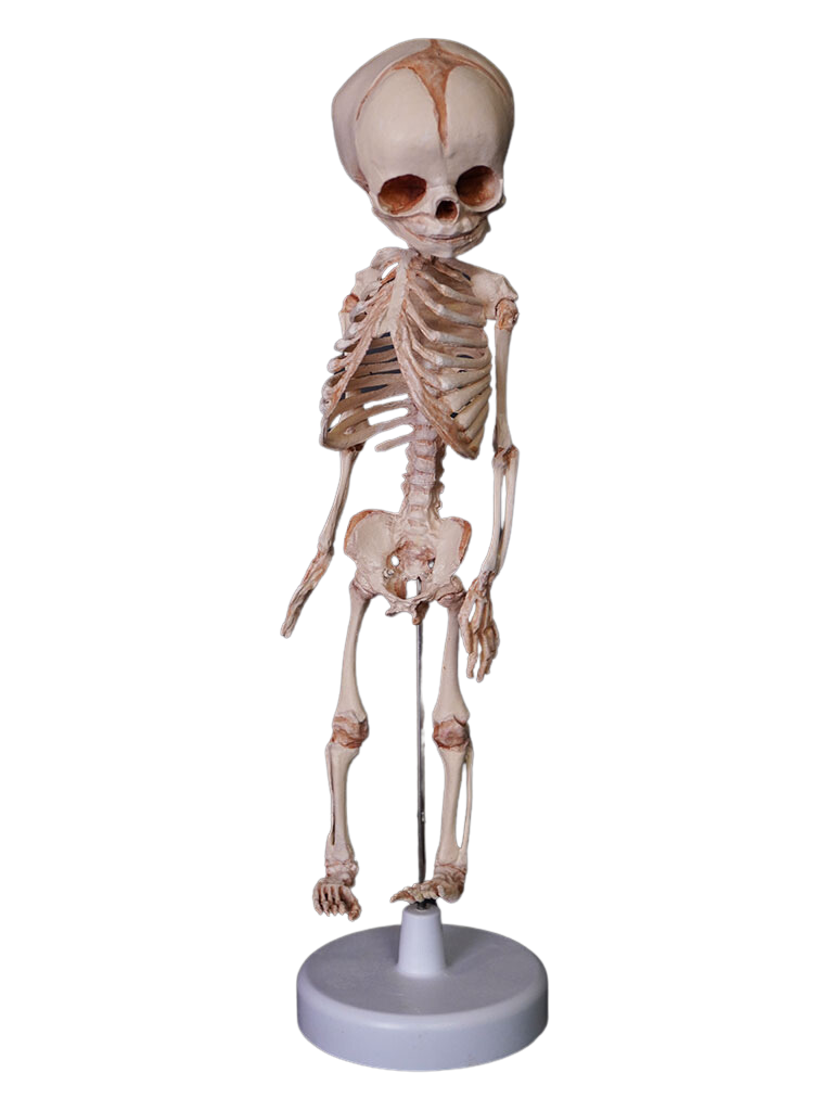 Fetal Human Skeleton Replica – Dapper Cadaver Props