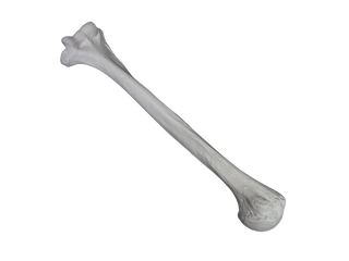 Arm Bone - Humerus Replica