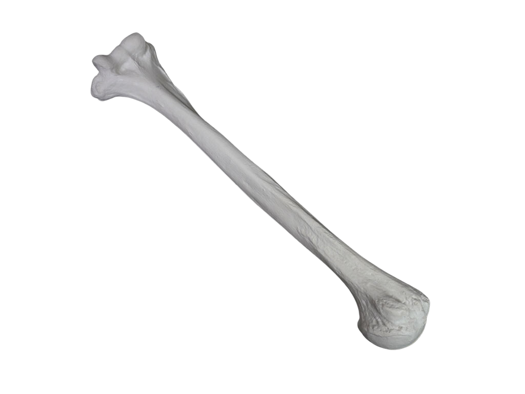 Arm Bone - Humerus Replica