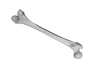 Prop Femur