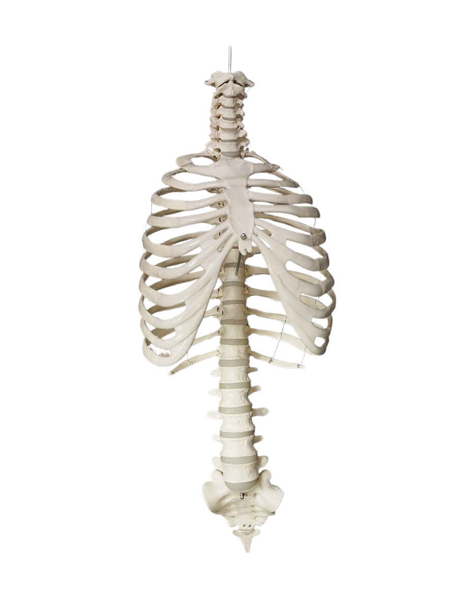 Ribcage sale 2024