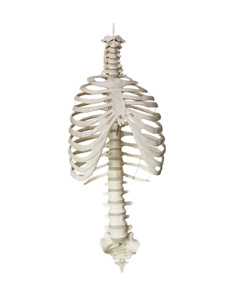 Human Ribcage Prop