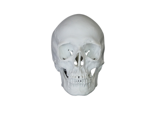 Riley Skull