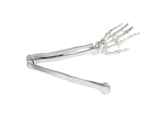 Full Skeletal Arm