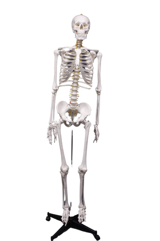 Life Size Medical Human Skeleton With Stand