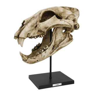 Lion Skull Replica