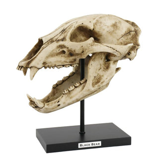 Bear Skull Replica