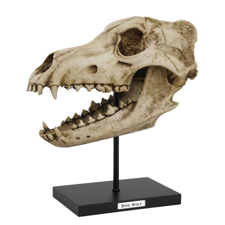 Dire Wolf Skull Replica – Dapper Cadaver Props