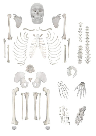 Medical Disarticulated Skeleton