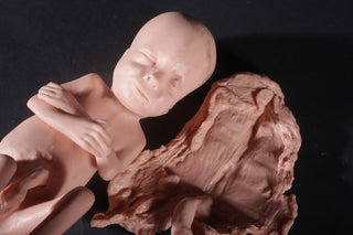Fetus Replica at 7 Months