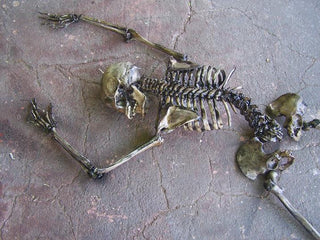 9 Piece Archeological Skeleton