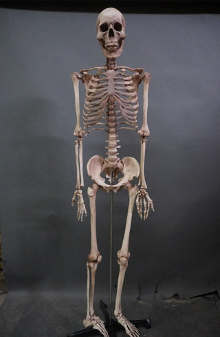 Academic Skeleton