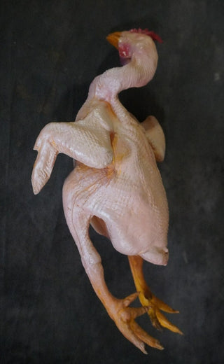 Raw Plucked Chicken Prop
