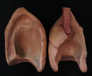 Lifesize Lung Props