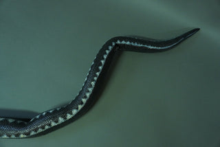 7ft Poseable Boa Snake Prop