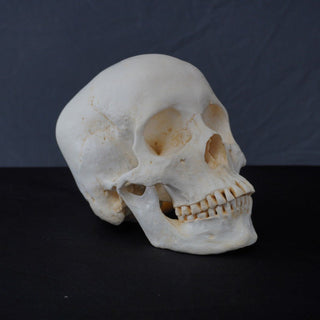 Connie Skull