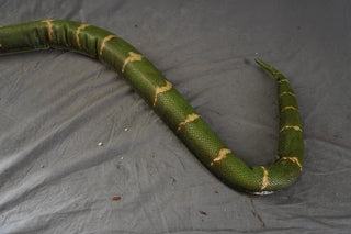 7ft Poseable Boa Snake Prop