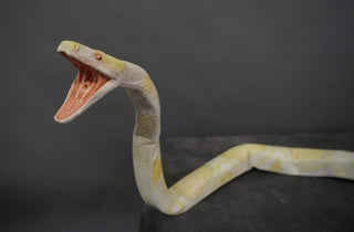 7ft Poseable Boa Snake Prop