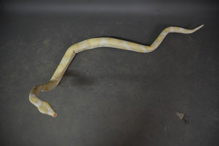 7ft Poseable Boa Snake Prop