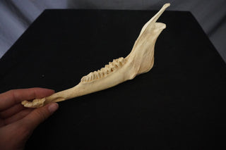 Deer Jawbone