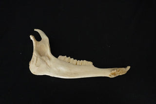 Deer Jawbone
