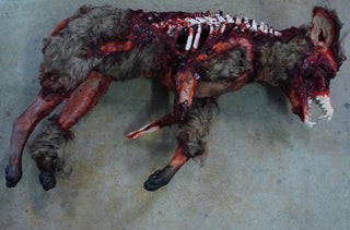 Exposed Bone Gory Coyote